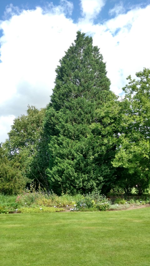 Cupressocyparis leylandii plantplacesimage20160813_153457.jpg