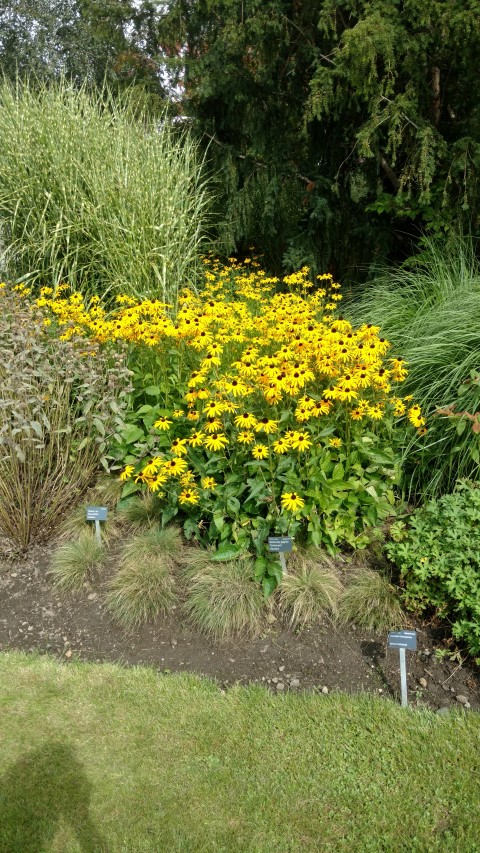 Rudbeckia fulgida plantplacesimage20160813_153540.jpg