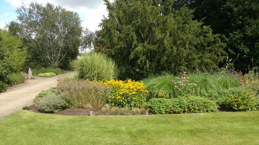 Rudbeckia fulgida plantplacesimage20160813_153551.jpg