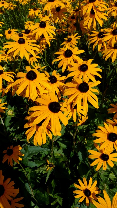 Rudbeckia fulgida plantplacesimage20160813_153603.jpg