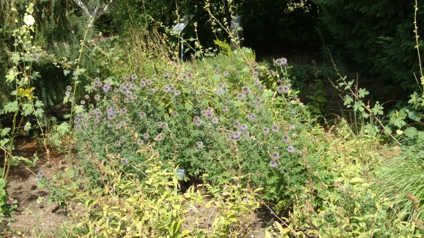 Echinops ritro plantplacesimage20160813_153704.jpg