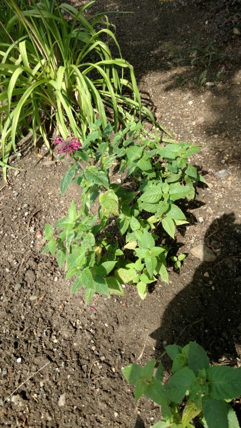 Monarda x plantplacesimage20160813_153807.jpg