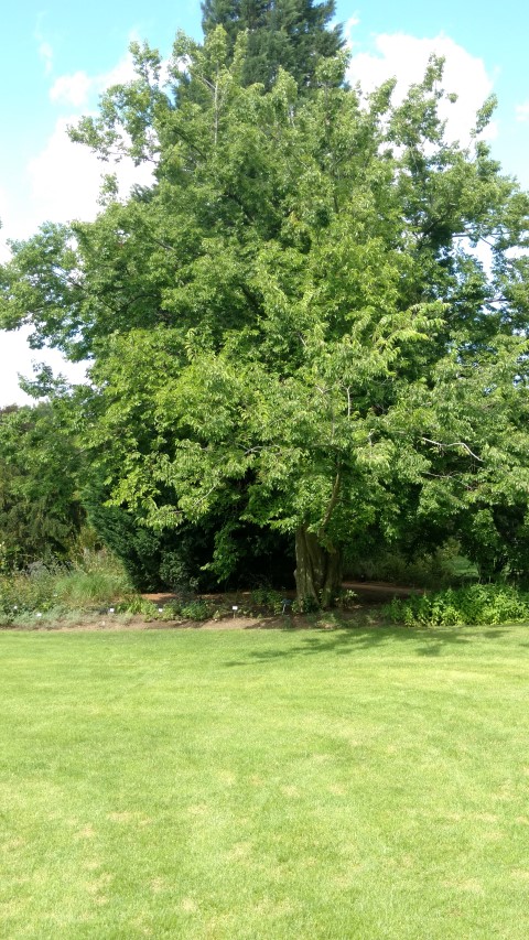 Celtis occidentalis plantplacesimage20160813_153832.jpg