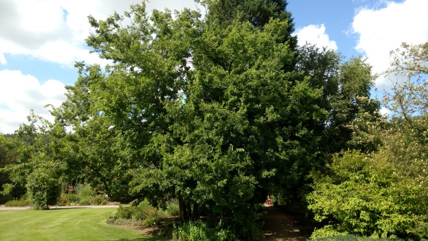 Celtis occidentalis plantplacesimage20160813_153907.jpg