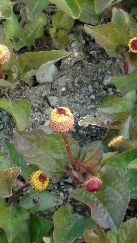 Acmella oleracea plantplacesimage20160813_154129.jpg