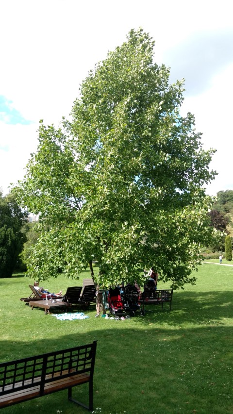 Liriodendron tulipifera plantplacesimage20160813_154549.jpg