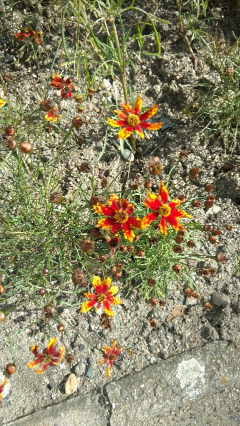 Coreopsis tinctoria plantplacesimage20160813_154820.jpg