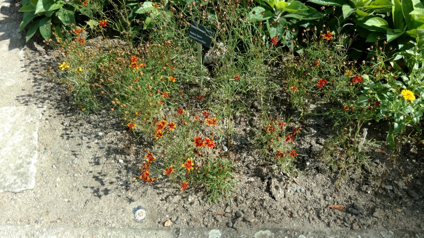 Coreopsis tinctoria plantplacesimage20160813_154834.jpg