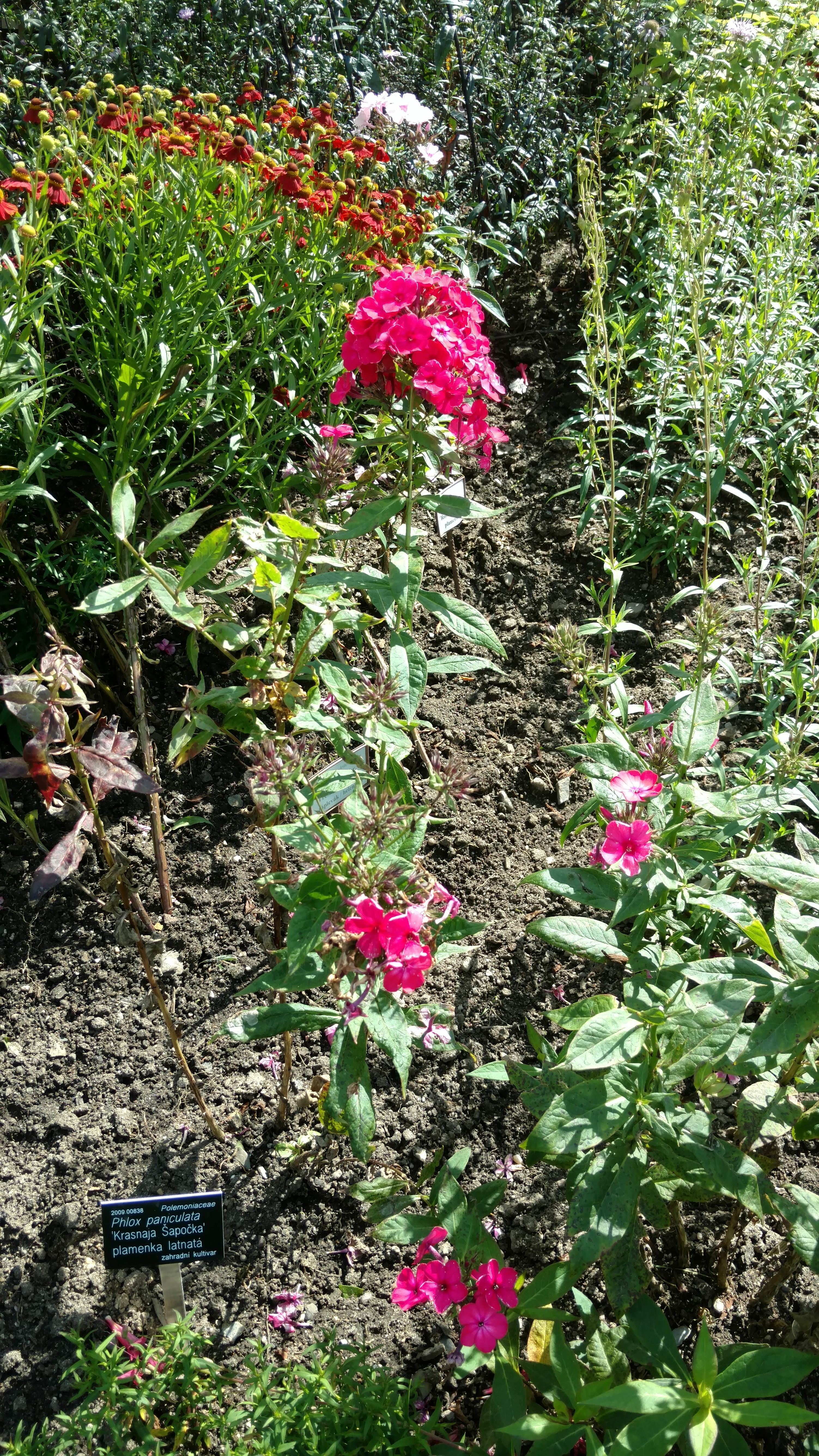 Phlox paniculata plantplacesimage20160813_154938.jpg