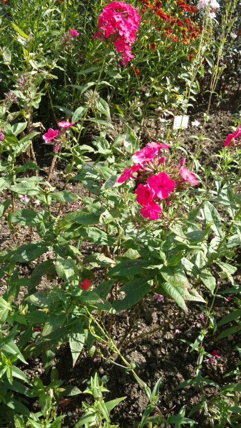 Phlox paniculata plantplacesimage20160813_154948.jpg