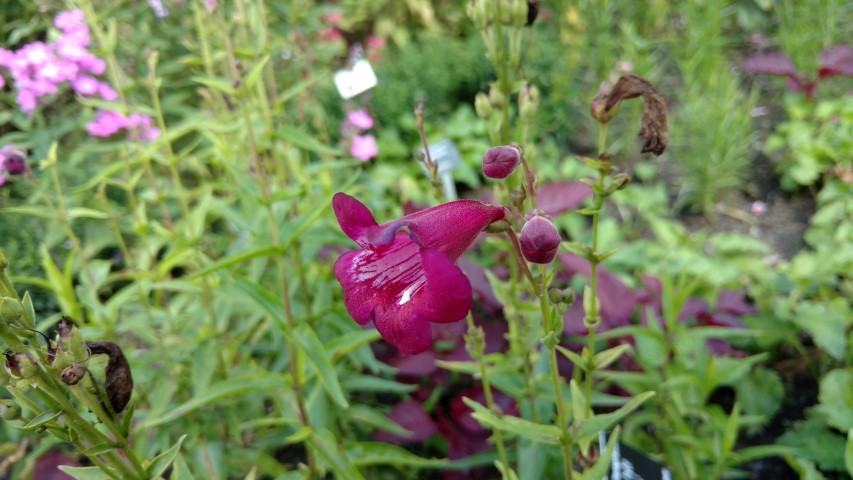 Penstemon spp plantplacesimage20160813_155053.jpg