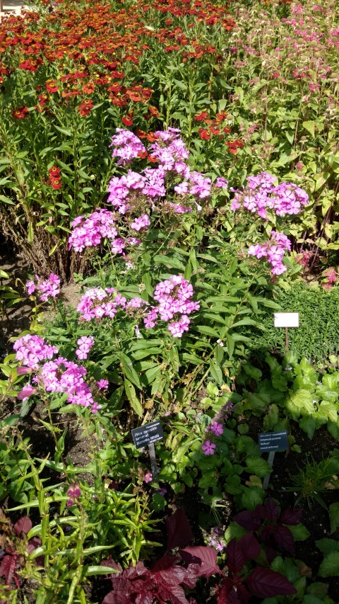 Phlox paniculata plantplacesimage20160813_155154.jpg