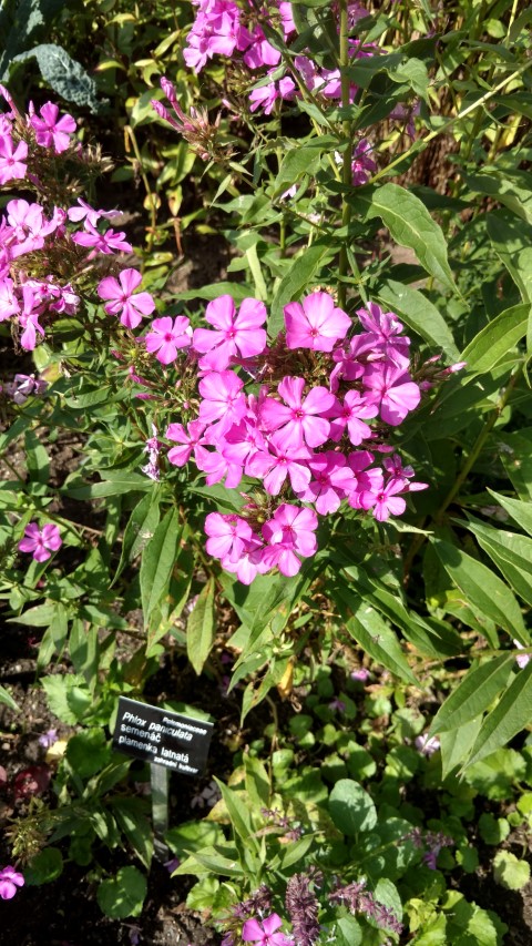 Phlox paniculata plantplacesimage20160813_155215.jpg