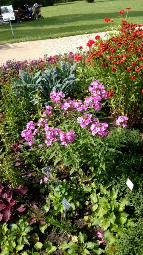 Phlox paniculata plantplacesimage20160813_155230.jpg