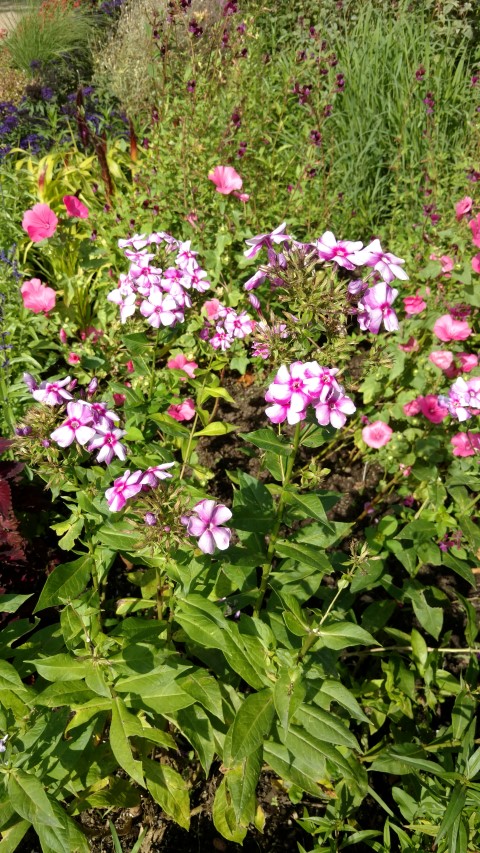 Phlox paniculata plantplacesimage20160813_155551.jpg