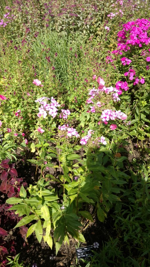 Phlox paniculata plantplacesimage20160813_155610.jpg