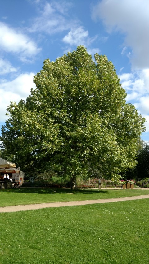 Platanus x acerifolia plantplacesimage20160813_155803.jpg