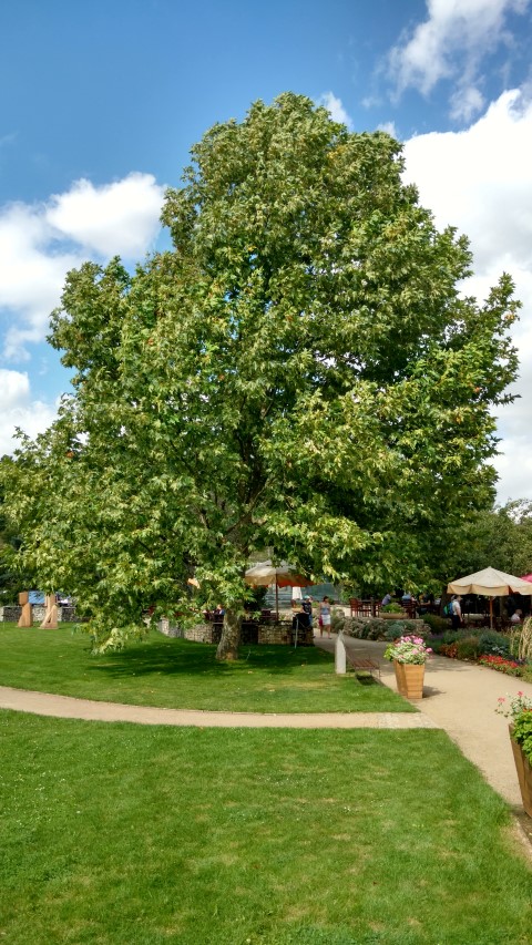 Platanus x acerifolia plantplacesimage20160813_155856.jpg