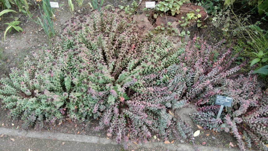 Rhodiola rosea plantplacesimage20160813_160526.jpg