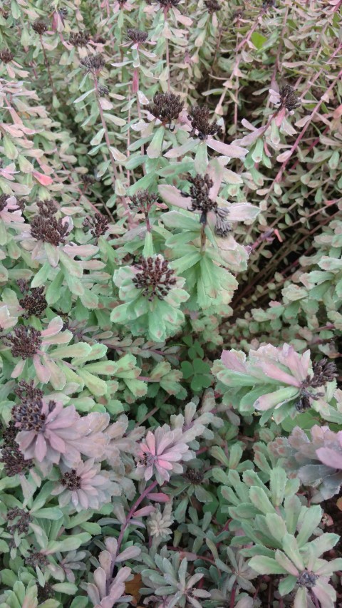 Rhodiola rosea plantplacesimage20160813_160539.jpg