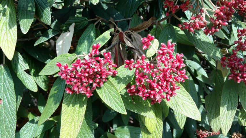 Viburnum rhytidophyllum plantplacesimage20160813_160821.jpg