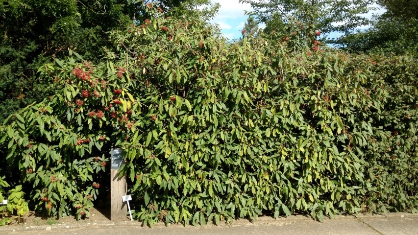 Viburnum rhytidophyllum plantplacesimage20160813_160840.jpg