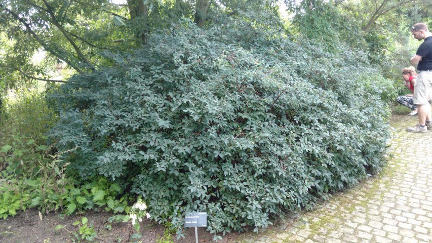 Lonicera caerulea plantplacesimage20160813_161051.jpg