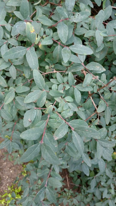 Lonicera caerulea plantplacesimage20160813_161106.jpg