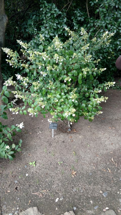 Hydrangea paniculata plantplacesimage20160813_161600.jpg