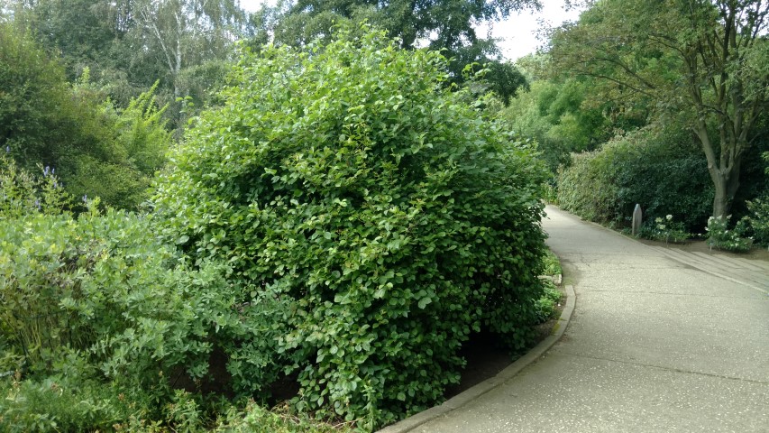 Viburnum henryi plantplacesimage20160813_161817.jpg