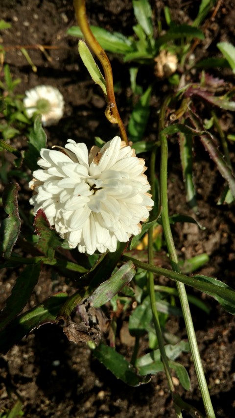 Leucanthemum x superbum plantplacesimage20160813_162704.jpg