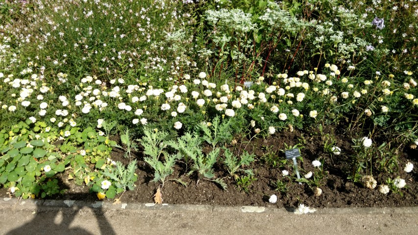 Leucanthemum x superbum plantplacesimage20160813_162717.jpg