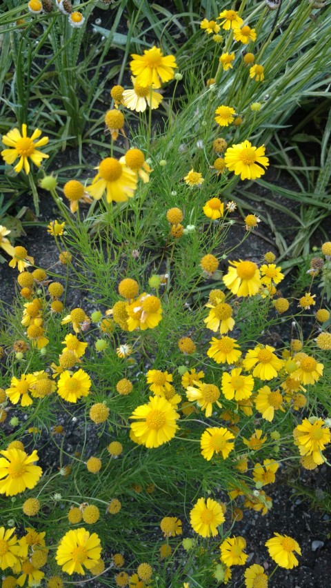 Helenium tenuifolium plantplacesimage20160813_163157.jpg