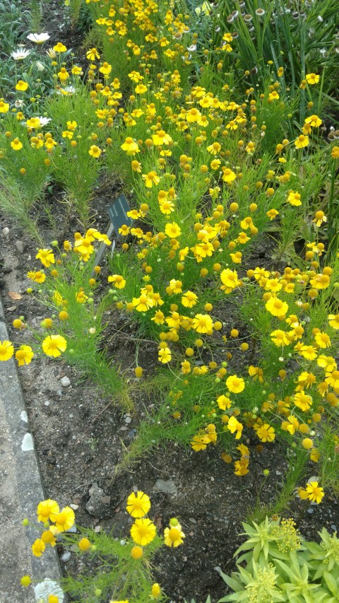 Helenium tenuifolium plantplacesimage20160813_163220.jpg