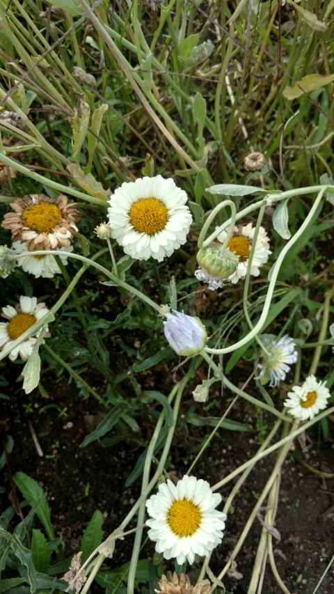 Leucanthemum superbum plantplacesimage20160813_163332.jpg