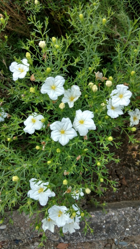 Nierembergia hippomanica plantplacesimage20160813_163425.jpg