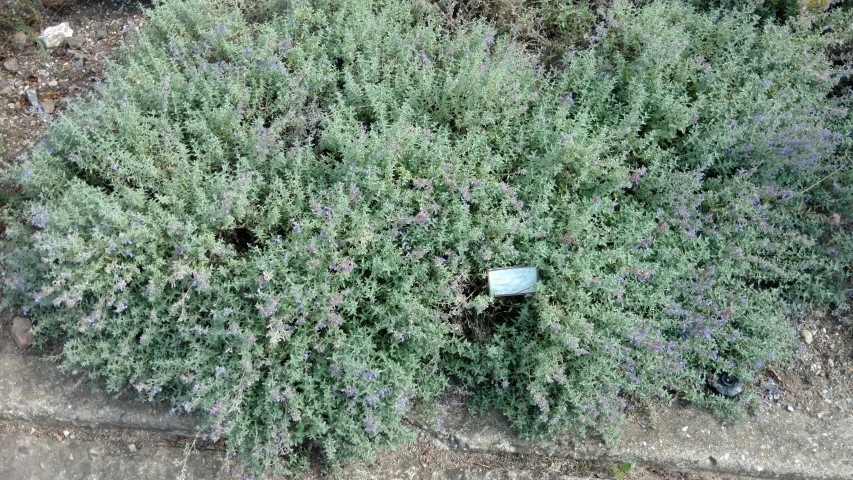 Nepeta racemosa plantplacesimage20160813_163531.jpg