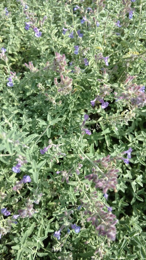 Nepeta racemosa plantplacesimage20160813_163545.jpg