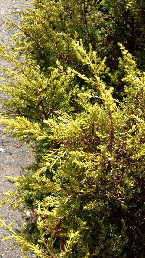 Junipers communis plantplacesimage20160813_164309.jpg