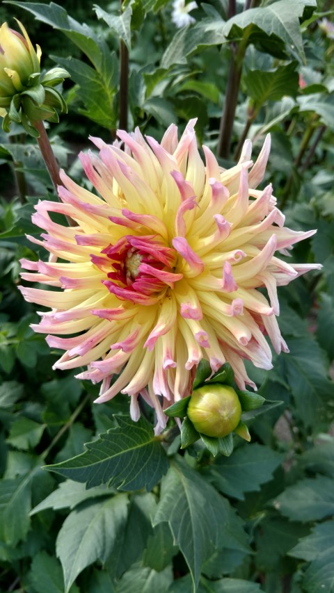 Dahlia hybrid plantplacesimage20160813_164728.jpg