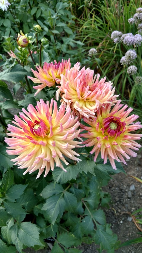 Dahlia hybrid plantplacesimage20160813_164740.jpg