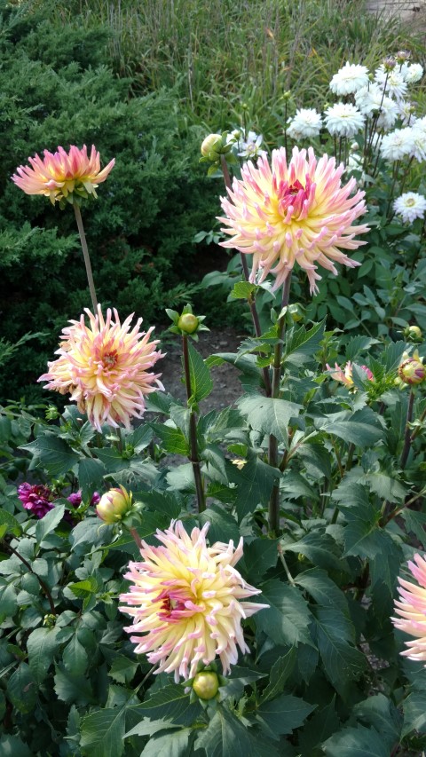 Dahlia hybrid plantplacesimage20160813_164751.jpg