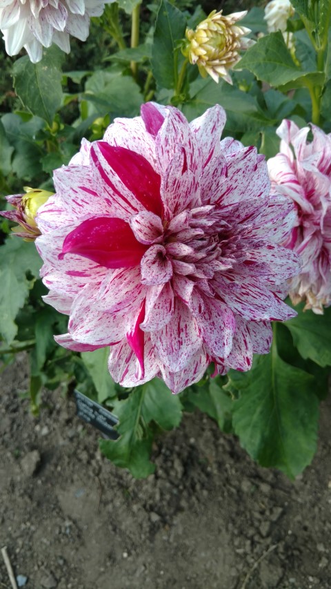 Dahlia hybrid plantplacesimage20160813_164900.jpg