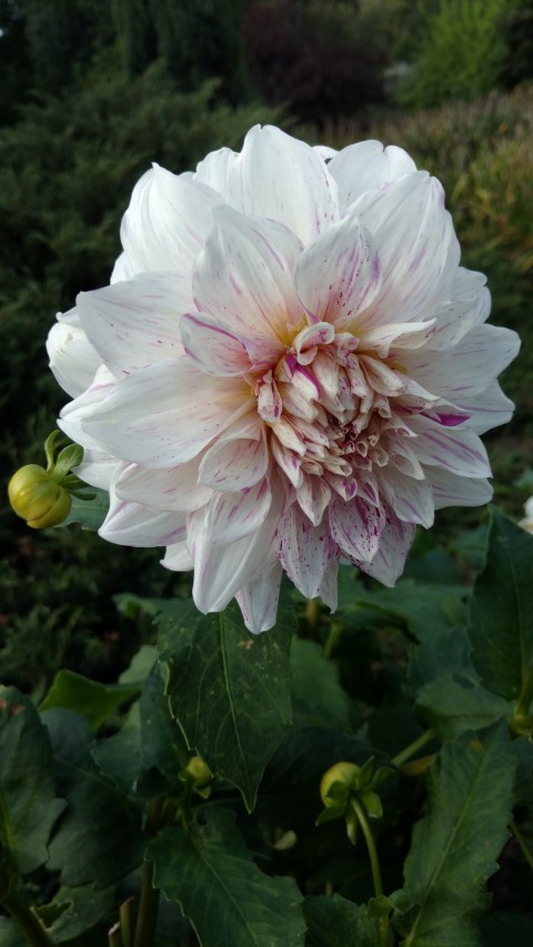 Dahlia hybrid plantplacesimage20160813_164912.jpg