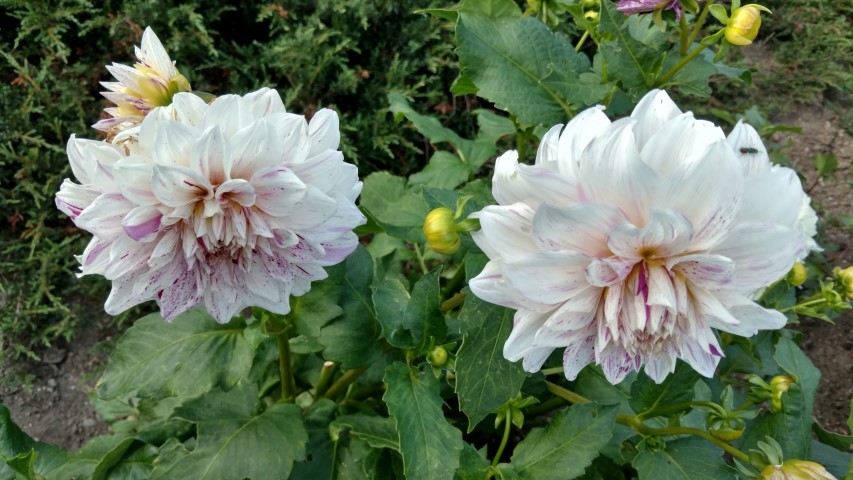 Dahlia hybrid plantplacesimage20160813_164929.jpg