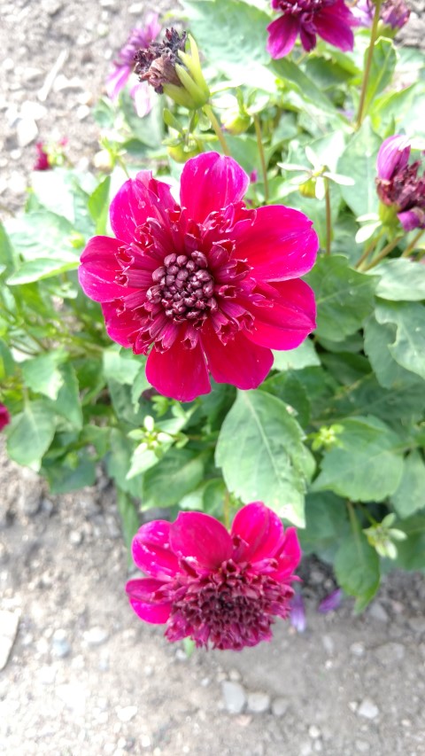 Dahlia hybrid plantplacesimage20160813_165358.jpg