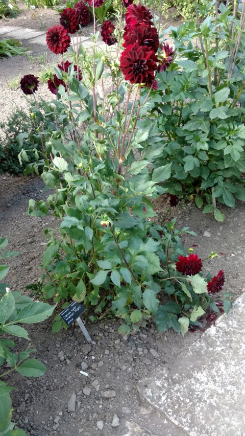 Dahlia hybrid plantplacesimage20160813_165514.jpg