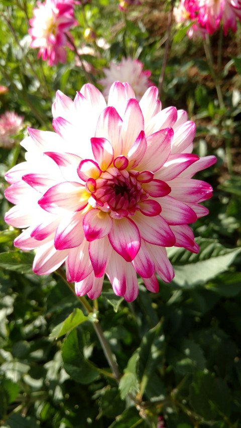 Dahlia hybrid plantplacesimage20160813_165552.jpg