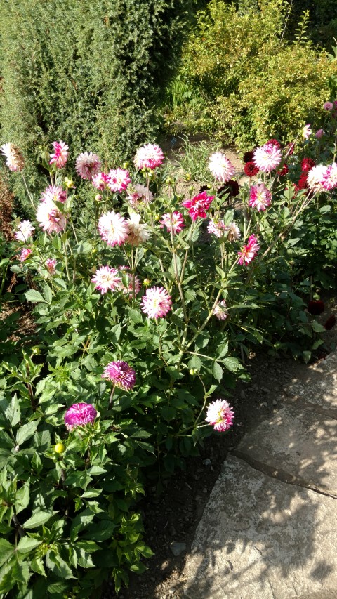 Dahlia hybrid plantplacesimage20160813_165609.jpg