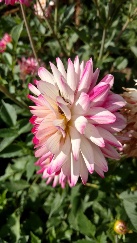 Dahlia hybrid plantplacesimage20160813_165623.jpg